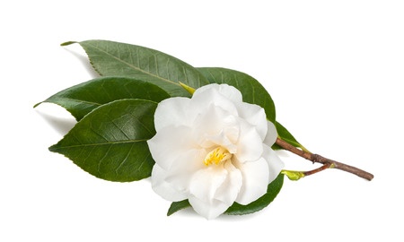 Camellia branch with flower isolated on white background