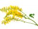 Medicinal plant: melilotus officinalis (yellow sweet clower)