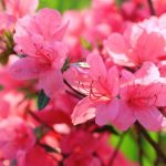 Beautiful pink rhododendron flowers
