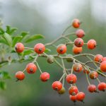 Bunch of rosehips, the fruit of the rose bush.