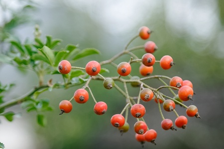 Bunch of rosehips, the fruit of the rose bush.