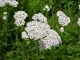 Yarrow or Milfoil, white panicles.