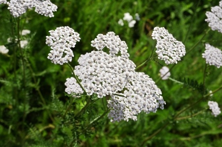 Yarrow or Milfoil, white panicles.