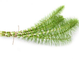 Cutting horsetail plants isolated on white background