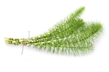 Cutting horsetail plants isolated on white background