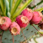 Cactus opuntia (Nopal, Prickly Pear) with red ripe fruits. botanical cactus garden of balchik, bulgaria