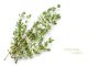 Thyme sprigs on a white background.