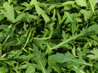 Fresh arugula, background from fresh green leaves in close up.