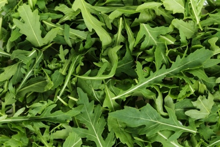 Fresh arugula, background from fresh green leaves in close up.