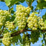 Bunches of grapes, source of grapeseed oil