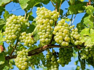Bunches of grapes, source of grapeseed oil
