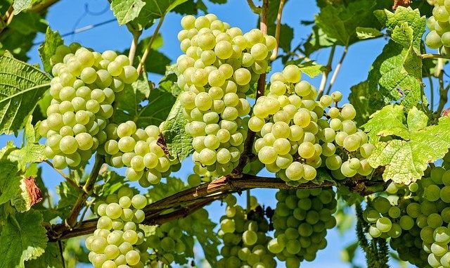 Bunches of grapes, source of grapeseed oil