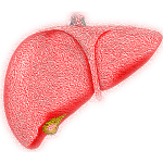 Diagram of a liver.