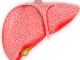 Diagram of a liver.