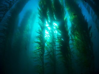 Beautiful underwater kelp forest in clear water shows the sun’s rays penetrating the giant plants.