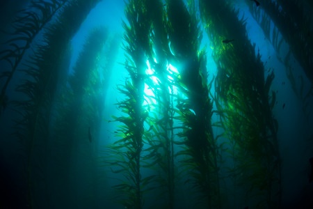Beautiful underwater kelp forest in clear water shows the sun’s rays penetrating the giant plants.
