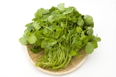 Watercress on a white background.