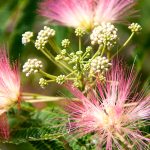 Persian Silk Tree, Albizia julibrissin flowers close-up as a background.