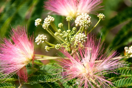 Persian Silk Tree, Albizia julibrissin flowers close-up as a background.
