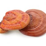 Lingzhi or reishi mushroom ganoderma lucidum isolated on white background