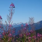 Canadian willowherb (Epilobium augustifolium)