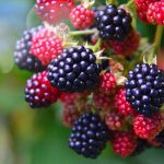 blackberries