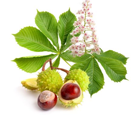 Horse-chestnut (aesculus) fruits with leawes and flower. isolated on white background