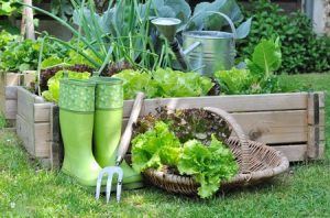 Lettuce in a basket with Wellington boots, a trowel fork and trug for carrying lettuce.