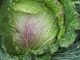 Cabbage variety, January King