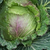 Cabbage variety, January King