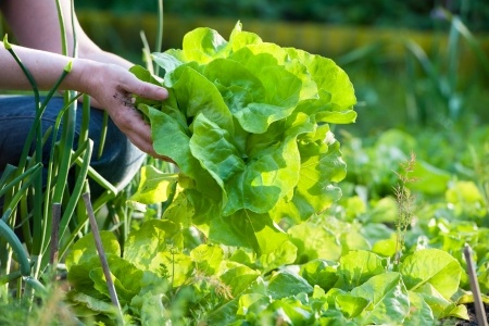 Supergreens are all green vegetables which are often found growing in the garden.