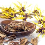 Flowering witch hazel (hamamelis) and wooden spoon with dried leaves for homemade skin care cosmetics and bath additive on a white background, closeup with selected focus, narrow depth of field