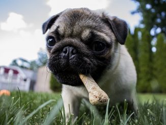 A pug puppy chewing a bone playing in the grass.