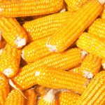 Corn cobs. Feedstcok for the dry milling of corn.