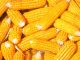 Corn cobs. Feedstcok for the dry milling of corn.