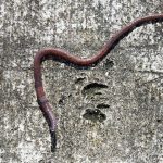 An earthworm. Its skin contains trehalose protecting it from dessication.