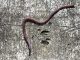 An earthworm. Its skin contains trehalose protecting it from dessication.
