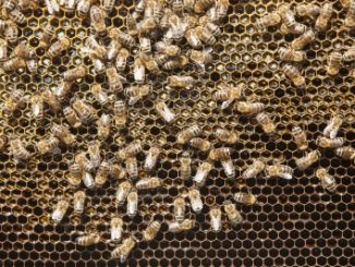 Honeycomb with bees swarming on its surface.