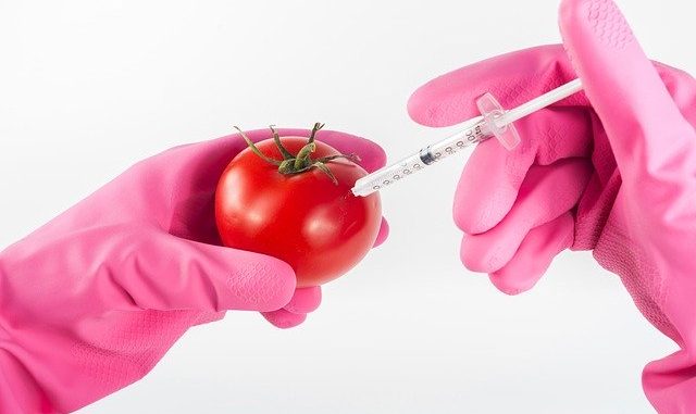 genetically modified tomato
