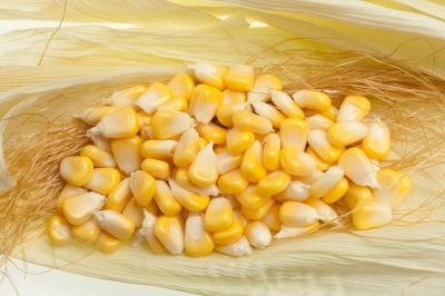 Sweetcorn kernels lying in a corn sheath.
