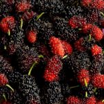 A full shot of red and black mulberries.