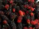 A full shot of red and black mulberries.