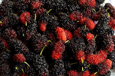 A full shot of red and black mulberries.