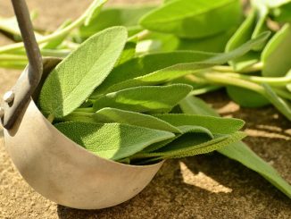 Sage in a bowl. Source of sage oil