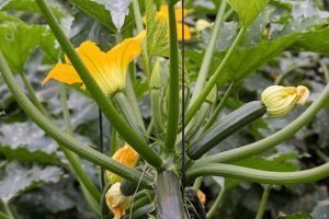 Courgette or zucchini plants in flower and with fruits setting. Courgettes appearing on the plant.