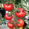 Tomato variety, Shirley on trusses.