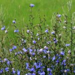 Common chicory in a field. Light blue flowers.