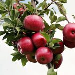 Apples hanging from a tree with a sky background.