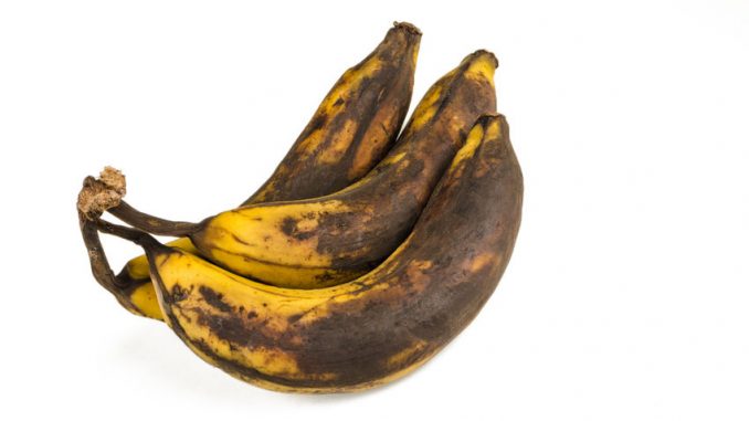 Bunch of over ripe bananas on white background. Affected by tyrosinases and polyphenol oxidases.