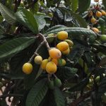 Loquats in full fruit.